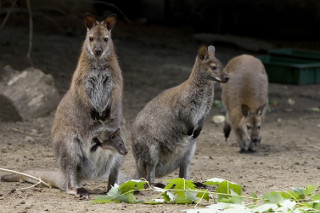 nyiregyhazi-allatkert-kenguru