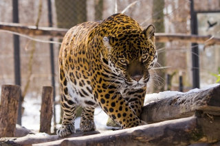 szegedi-vadaspark-jaguar